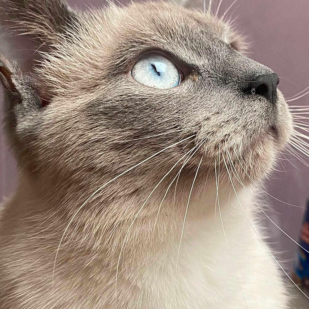 Nina participe au concours pour gagner de l'argent avec cette photo : angora, animal, cat, kitten, manx, pet, siamese