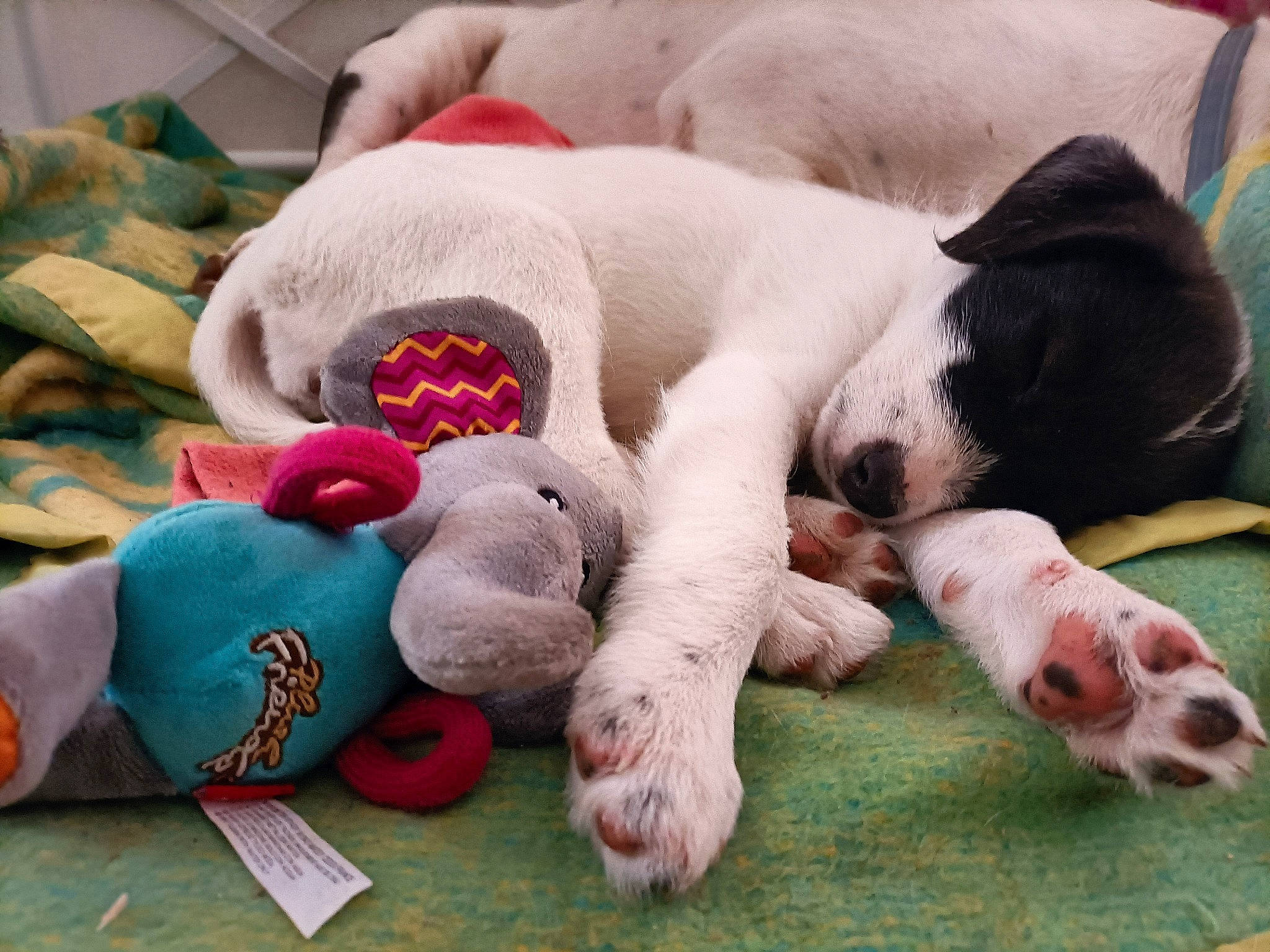 Samba participe au concours pour gagner de l'argent avec cette photo : carmine, carnivore, comfort, companion_dog, dog, dog_breed, dog_supply, fawn, fur, linens, mammal, paw, plush, sporting_group, stuffed_toy, tail, terrestrial_animal, toy, woolen, working_animal