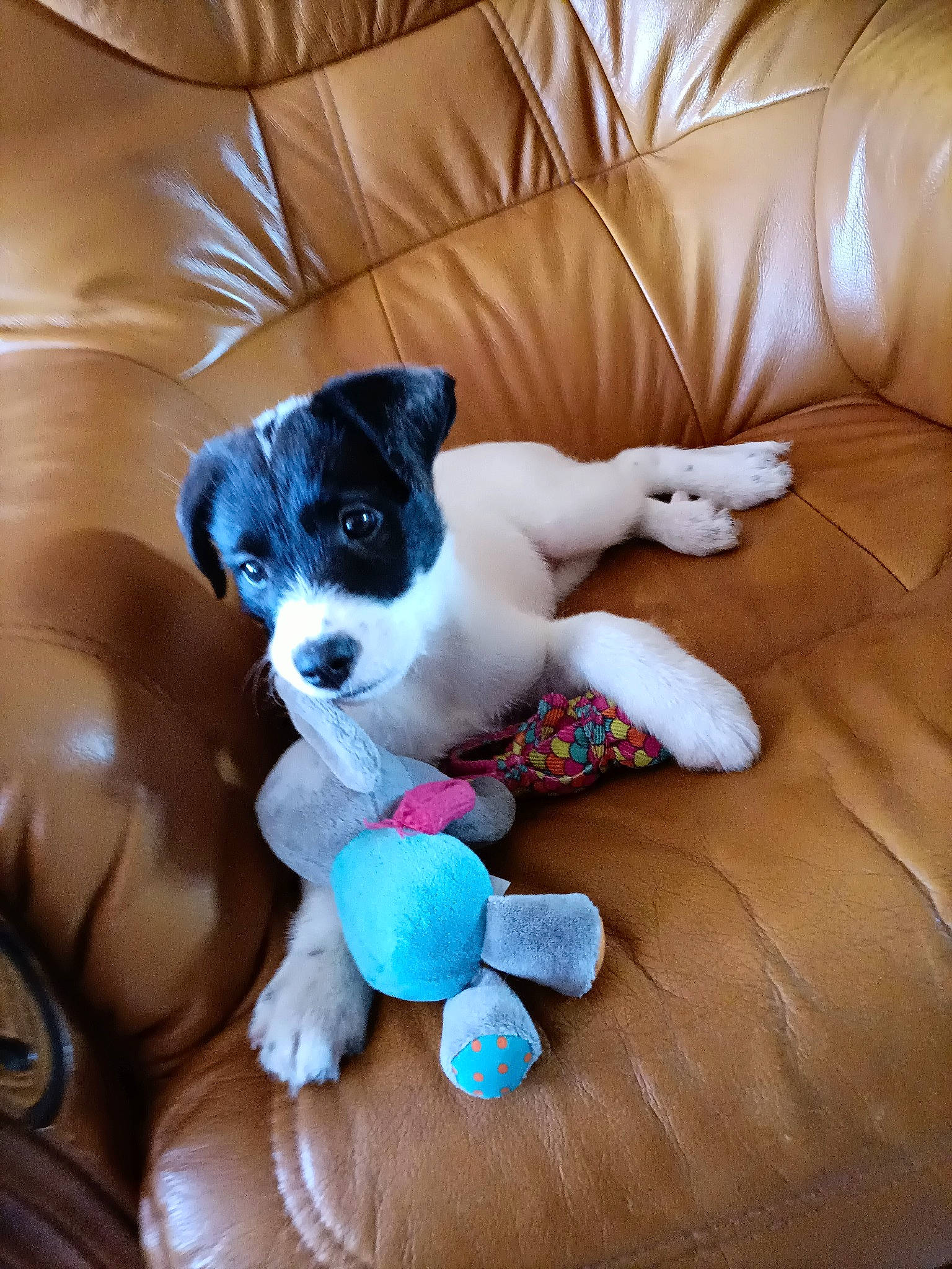 Samba a rejoint le concours — aidez-le/la à gagner de superbes lots ! carnivore, comfort, companion_dog, couch, dog, dog_breed, dog_supply, dog_toy, electric_blue, fawn, felidae, flooring, fur, paw, stuffed_toy, tail, textile, toy, toy_dog, working_animal