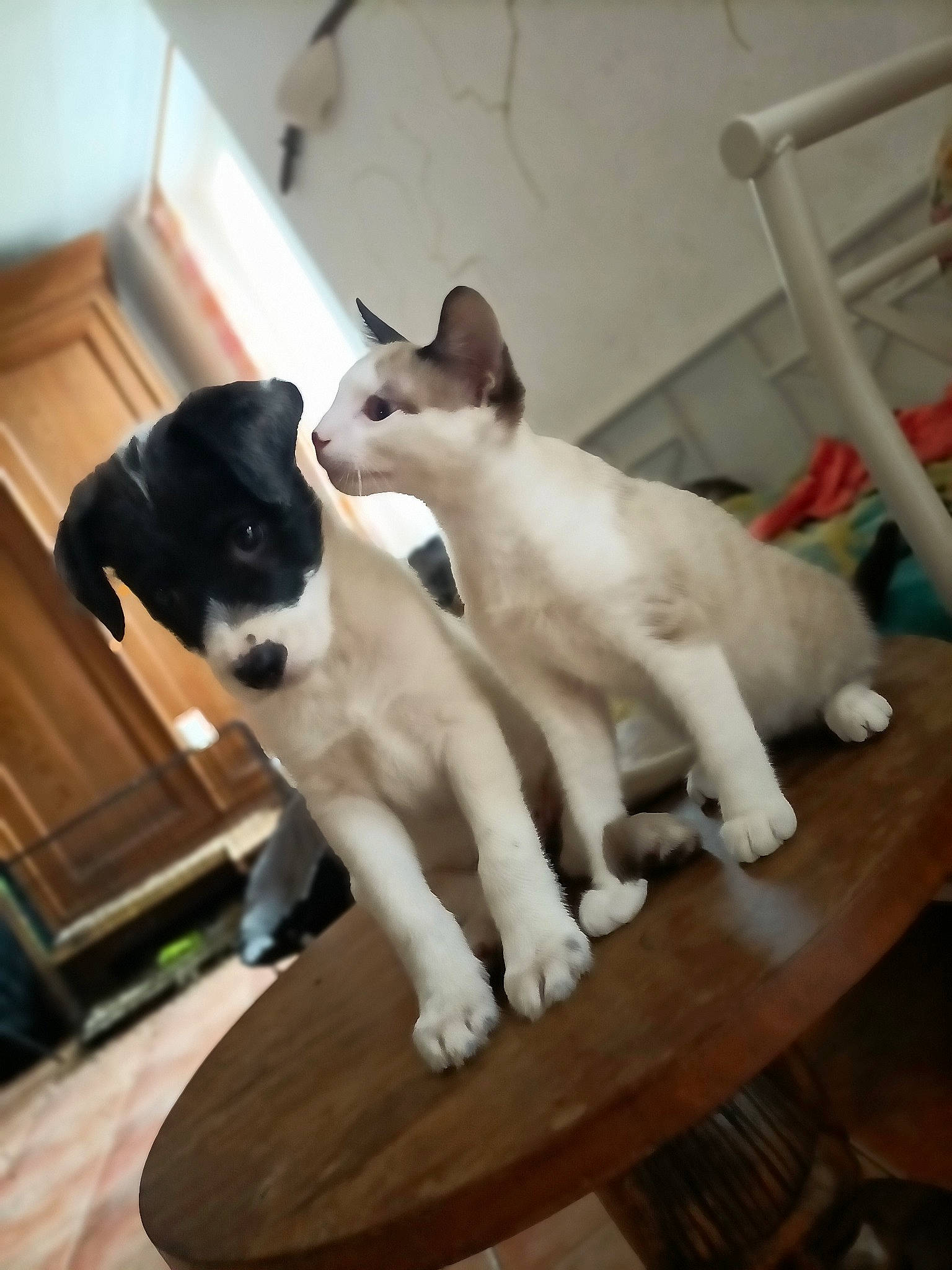 Samba a rejoint le concours — aidez-le/la à gagner de superbes lots ! carnivore, cat, collar, companion_dog, dog_breed, domestic_short_haired_cat, fawn, felidae, flooring, fur, hardwood, mammal, paw, pet_supply, small_to_medium_sized_cats, sporting_group, tail, vertebrate, whiskers, wood