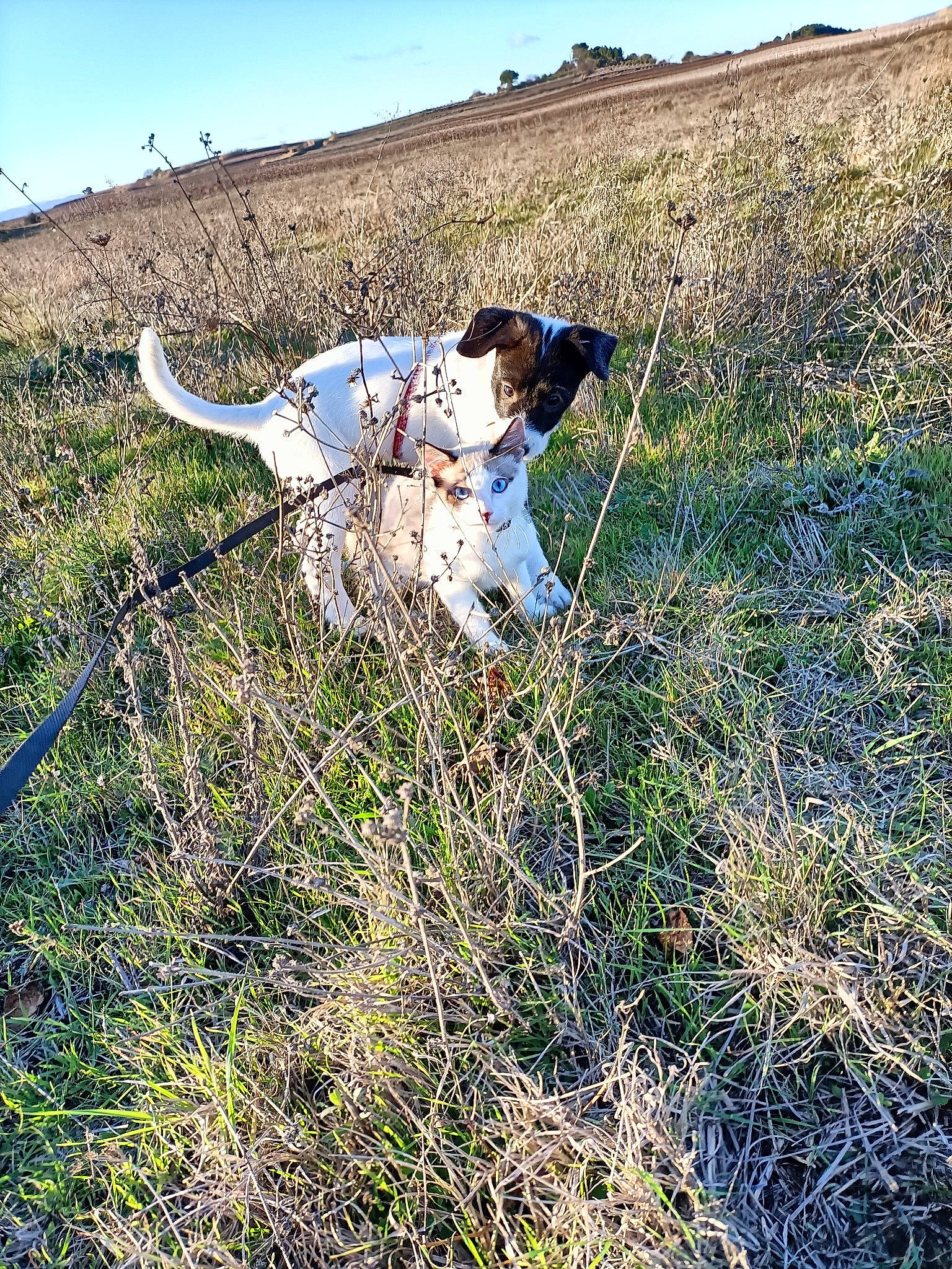 Sanka a rejoint le concours — aidez-le/la à gagner de superbes lots ! canidae, carnivore, collar, companion_dog, dog, dog_breed, fawn, field, grass, grass_family, grassland, landscape, meadow, pasture, people_in_nature, plant, prairie, sky, sporting_group, working_animal