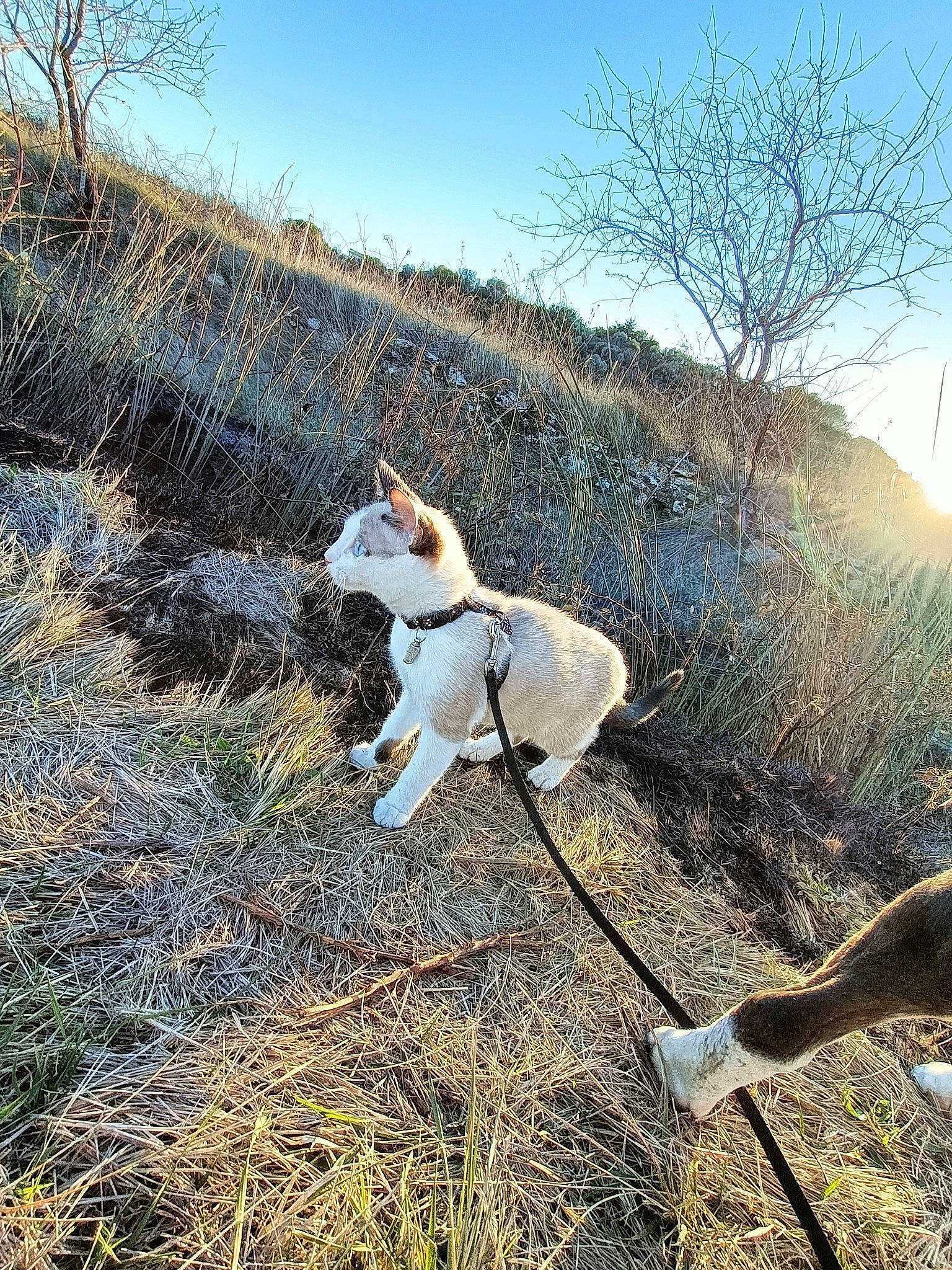 Sanka participe au concours pour gagner de l'argent avec cette photo : canidae, carnivore, companion_dog, dog, dog_breed, grass, grassland, landscape, leash, natural_landscape, plant, sky, soil, sporting_group, tail, tree, twig, wilderness, winter, wood