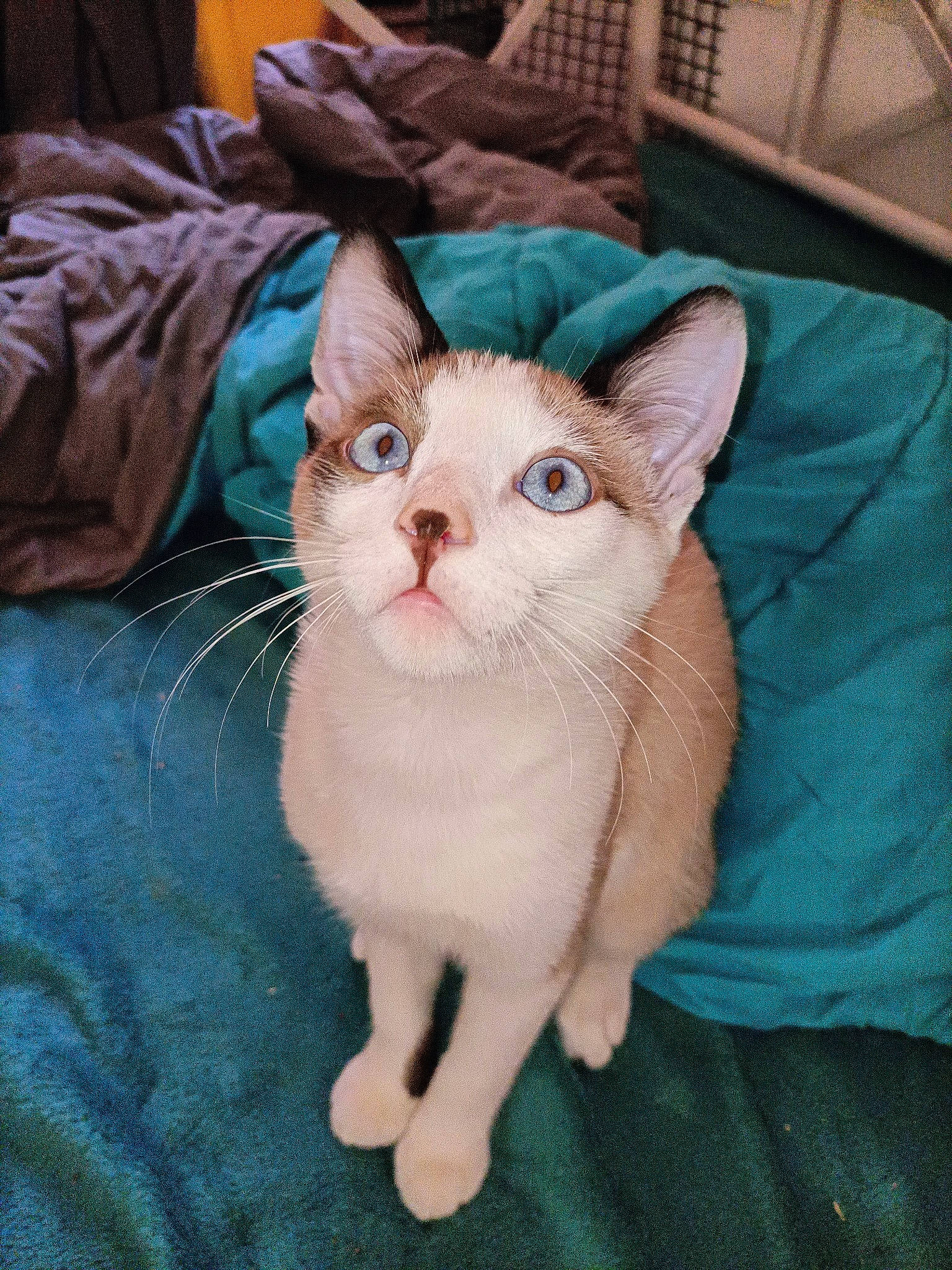 Sanka participe au concours pour gagner de l'argent avec cette photo : box, carnivore, cat, claw, comfort, domestic_short_haired_cat, fawn, felidae, fur, linens, paw, small_to_medium_sized_cats, snout, tail, whiskers