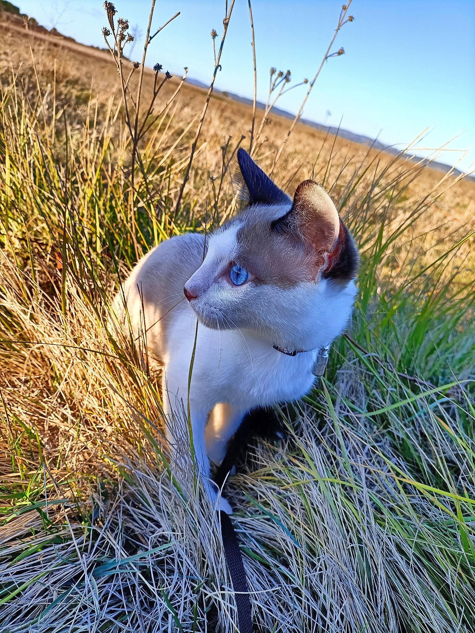 Sanka a rejoint le concours — aidez-le/la à gagner de superbes lots ! azure, carnivore, cat, collar, dog_breed, electric_blue, fawn, felidae, grass, grass_family, grassland, herbaceous_plant, landscape, natural_landscape, plant, sky, small_to_medium_sized_cats, sunlight, tail, whiskers