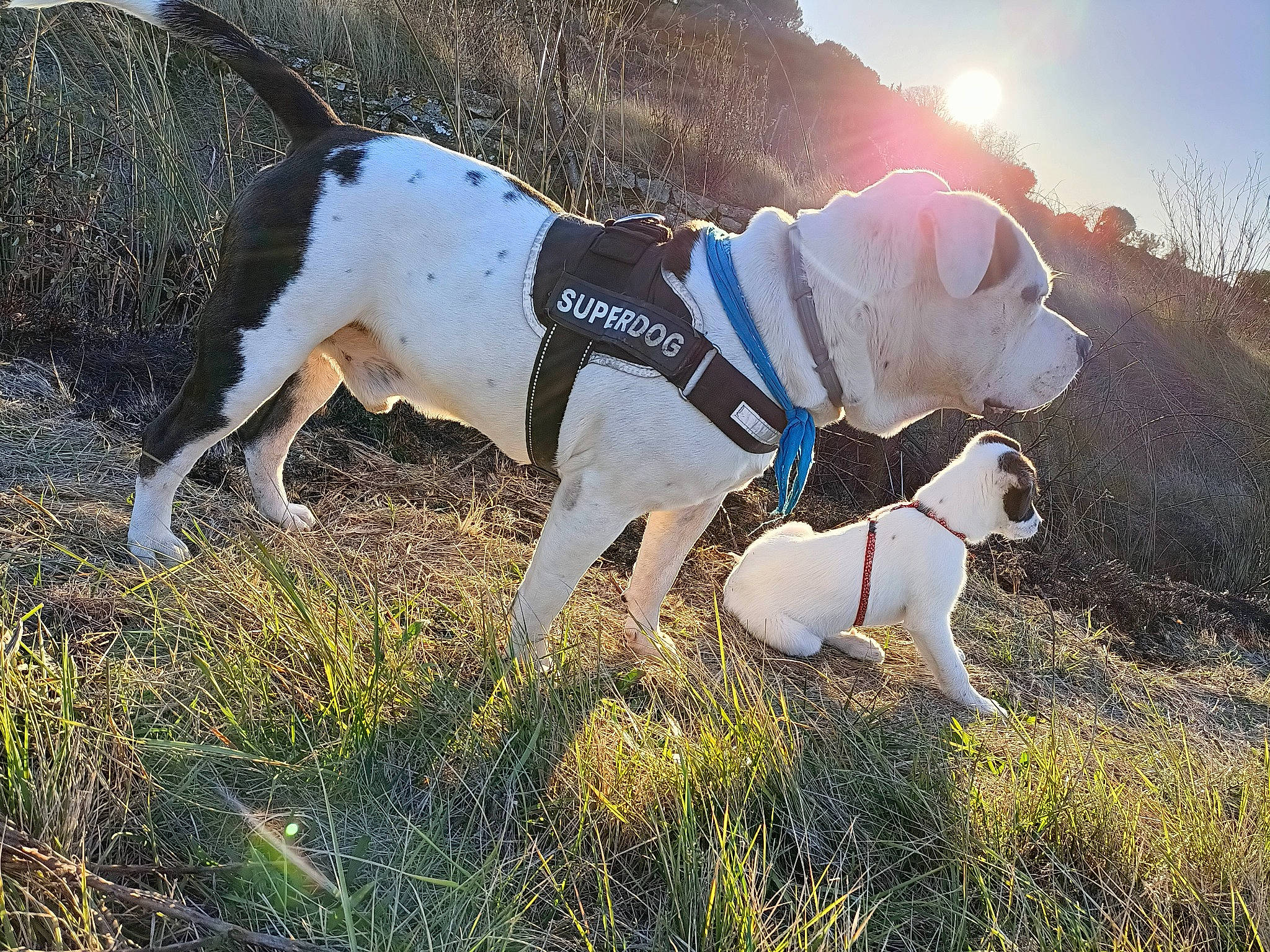 Lony a rejoint le concours — aidez-le/la à gagner de superbes lots ! adventure, carnivore, collar, companion_dog, dog, dog_breed, dog_collar, dog_supply, fashion_accessory, fawn, grass, grassland, leash, mammal, pet_supply, plant, sky, snout, vertebrate, working_animal