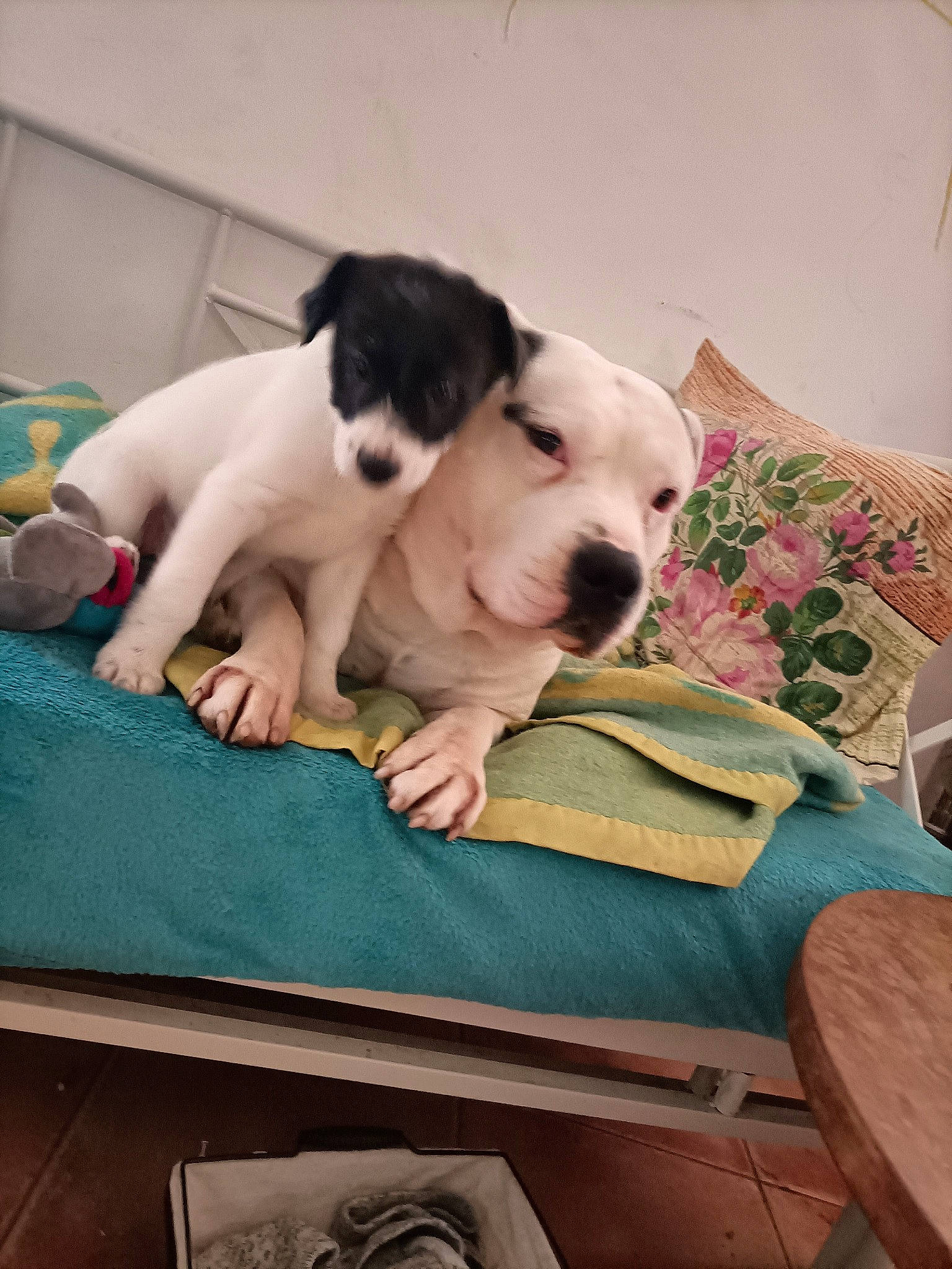 Lony a rejoint le concours — aidez-le/la à gagner de superbes lots ! bedding, canidae, carnivore, comfort, companion_dog, couch, dog, dog_breed, fawn, flooring, fur, hardwood, linens, paw, pet_supply, snout, sporting_group, tail, wood, working_animal