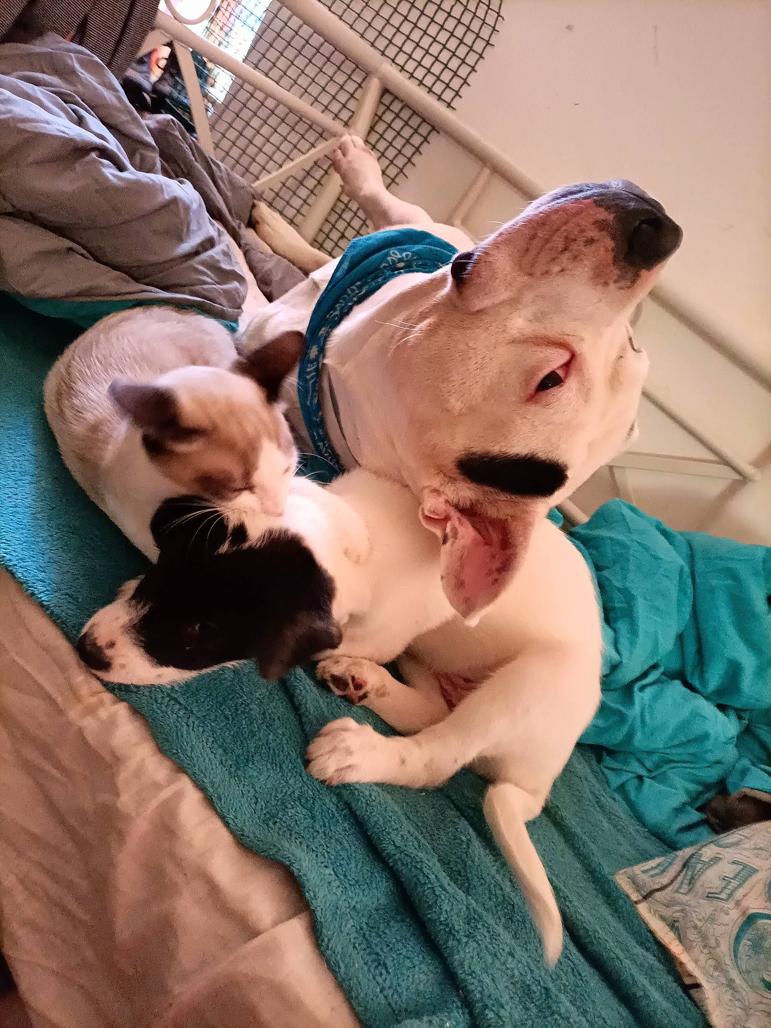 Lony a rejoint le concours — aidez-le/la à gagner de superbes lots ! canidae, carnivore, child, comfort, companion_dog, dog, dog_breed, ear, fawn, fedora, fun, fur, happy, hat, paw, snout, sporting_group, sun_hat, toy_dog, working_animal