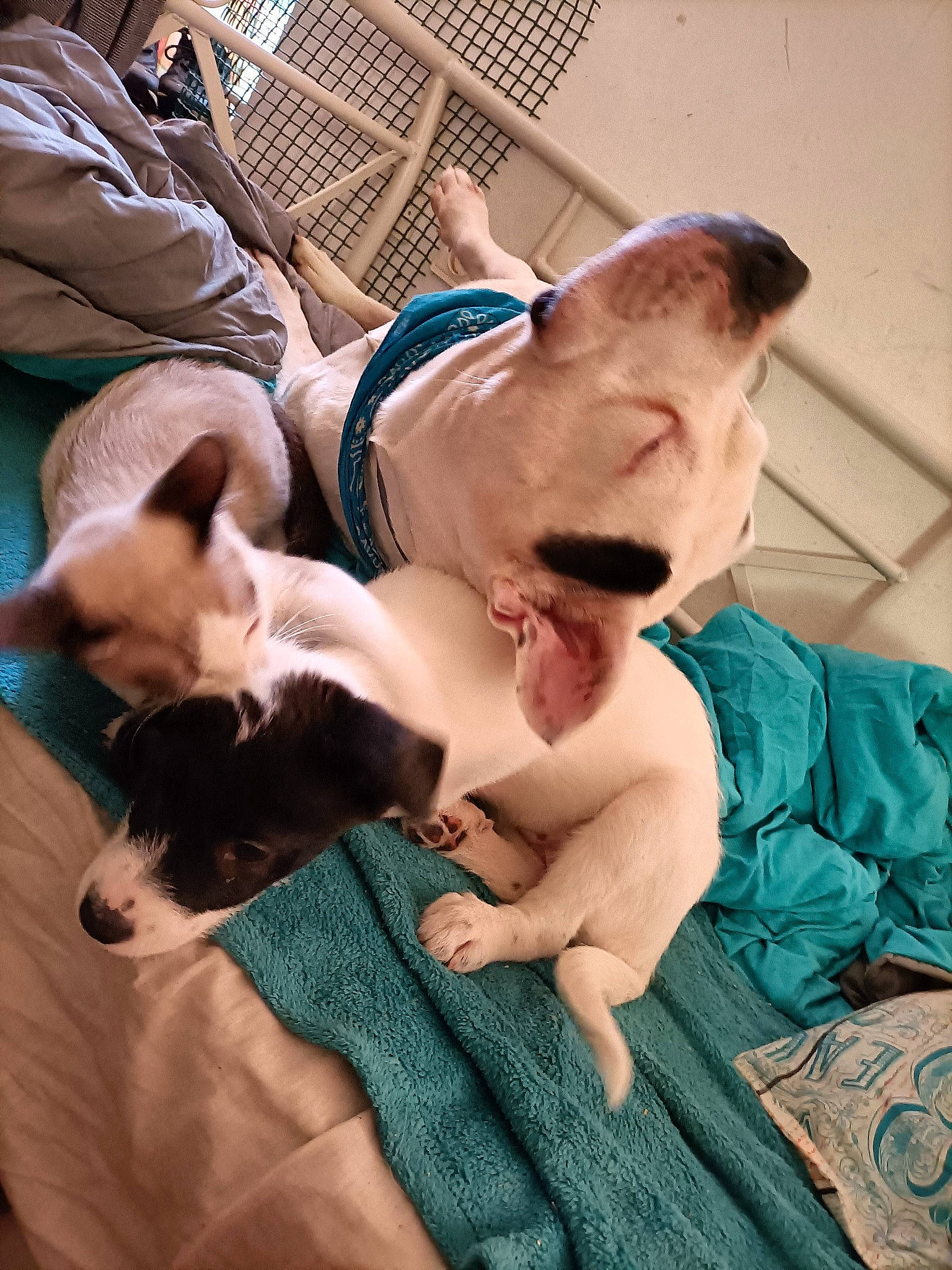 Lony a rejoint le concours — aidez-le/la à gagner de superbes lots ! canidae, carnivore, comfort, companion_dog, dog, dog_breed, dog_collar, dog_supply, fawn, fun, fur, guard_dog, linens, paw, snout, sporting_group, tail, toy_dog, whiskers, working_animal