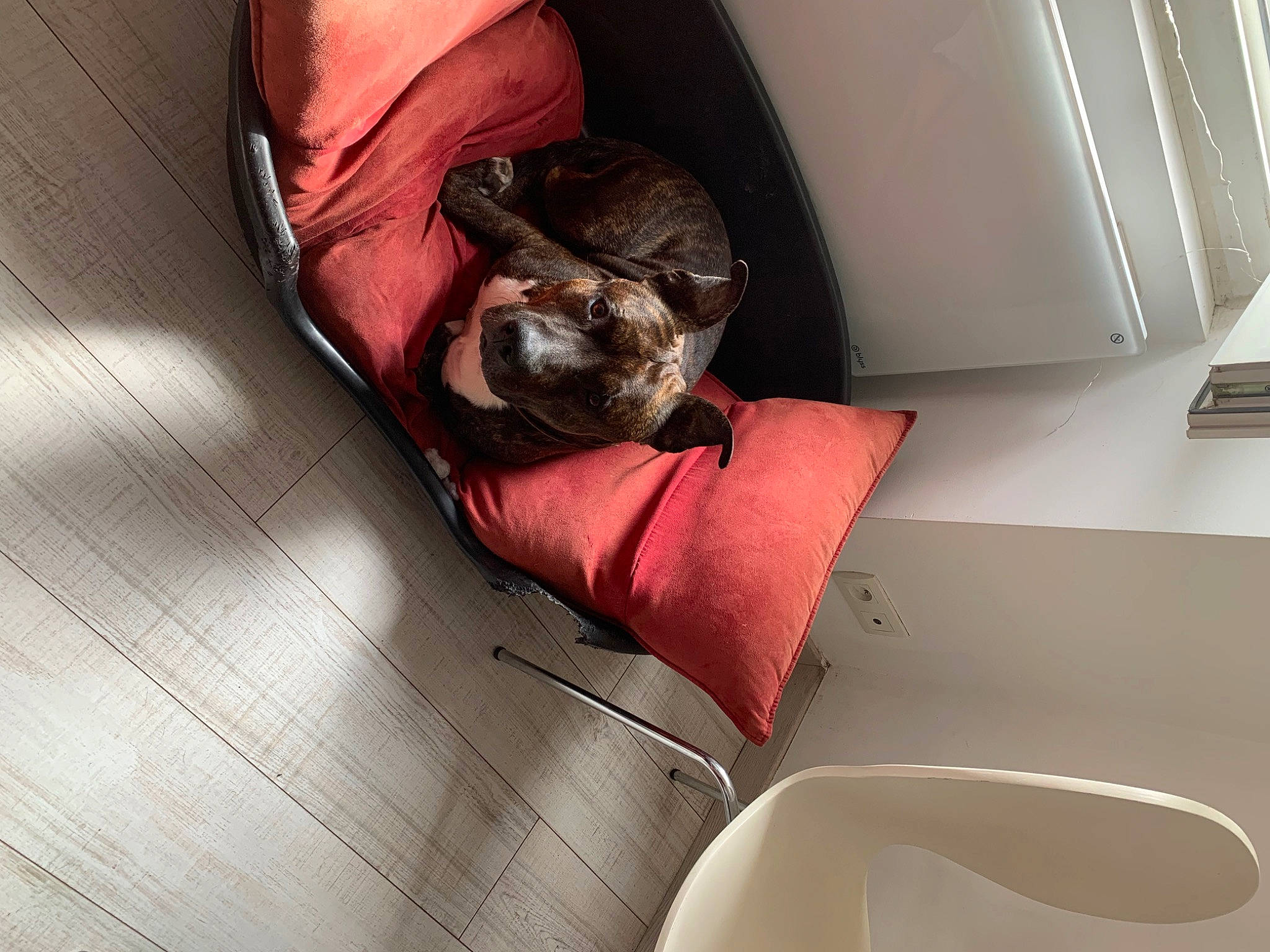 Booba participe au concours pour gagner de l'argent avec cette photo : automotive_design, canidae, carnivore, cat, chair, comfort, companion_dog, fawn, felidae, flooring, grey, hardwood, human_leg, linens, room, small_to_medium_sized_cats, tail, vehicle, whiskers, wood