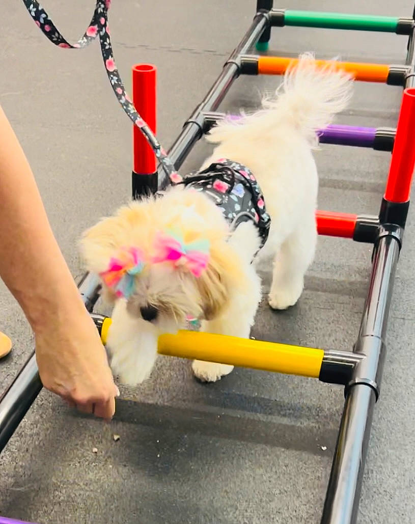 Capri is registered to the contest to win money with this photo: animal_sports, canidae, carnivore, collar, companion_dog, dog, dog_agility, dog_breed, dog_collar, dog_supply, fashion_accessory, fun, fur, leash, pet_supply, recreation, sporting_group, toy_dog, working_animal, yellow