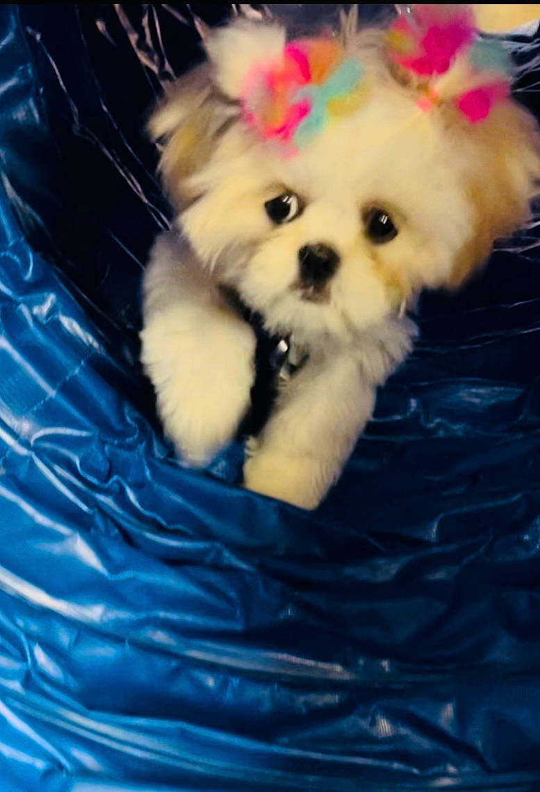 Capri is registered to the contest to win money with this photo: carnivore, companion_dog, dog, dog_breed, dog_clothes, dog_supply, electric_blue, fur, german_spitz, mal_shi, pomeranian, poodle_crossbreed, puppy_love, small_terrier, spitz, terrier, toy, toy_dog, water, whiskers
