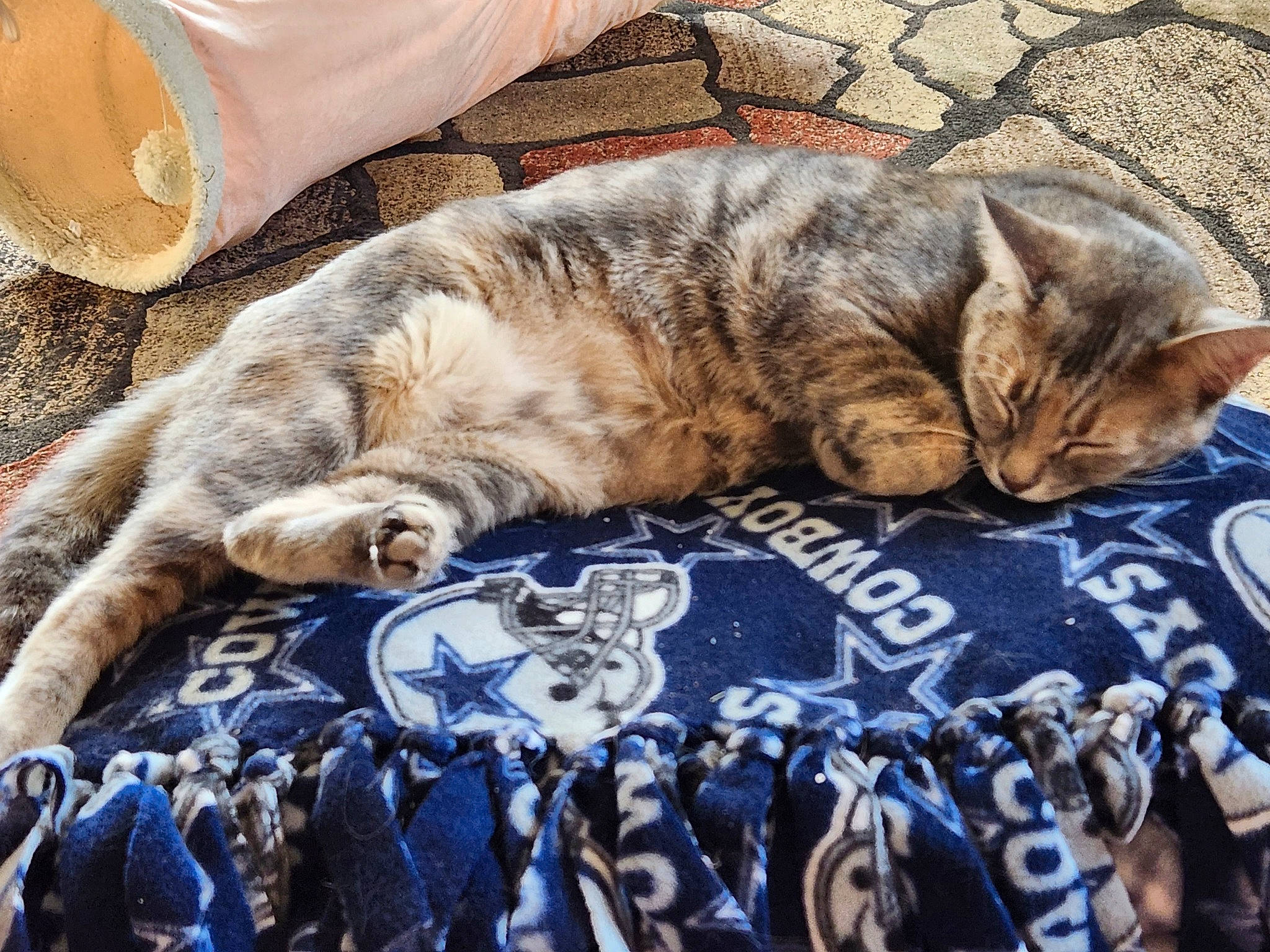 Baby joined the competition — help win amazing prizes! bed, bed_sheet, bedding, blanket, carnivore, cat, claw, comfort, domestic_short_haired_cat, felidae, fur, grass, linens, nap, pattern, paw, small_to_medium_sized_cats, tail, whiskers, wood