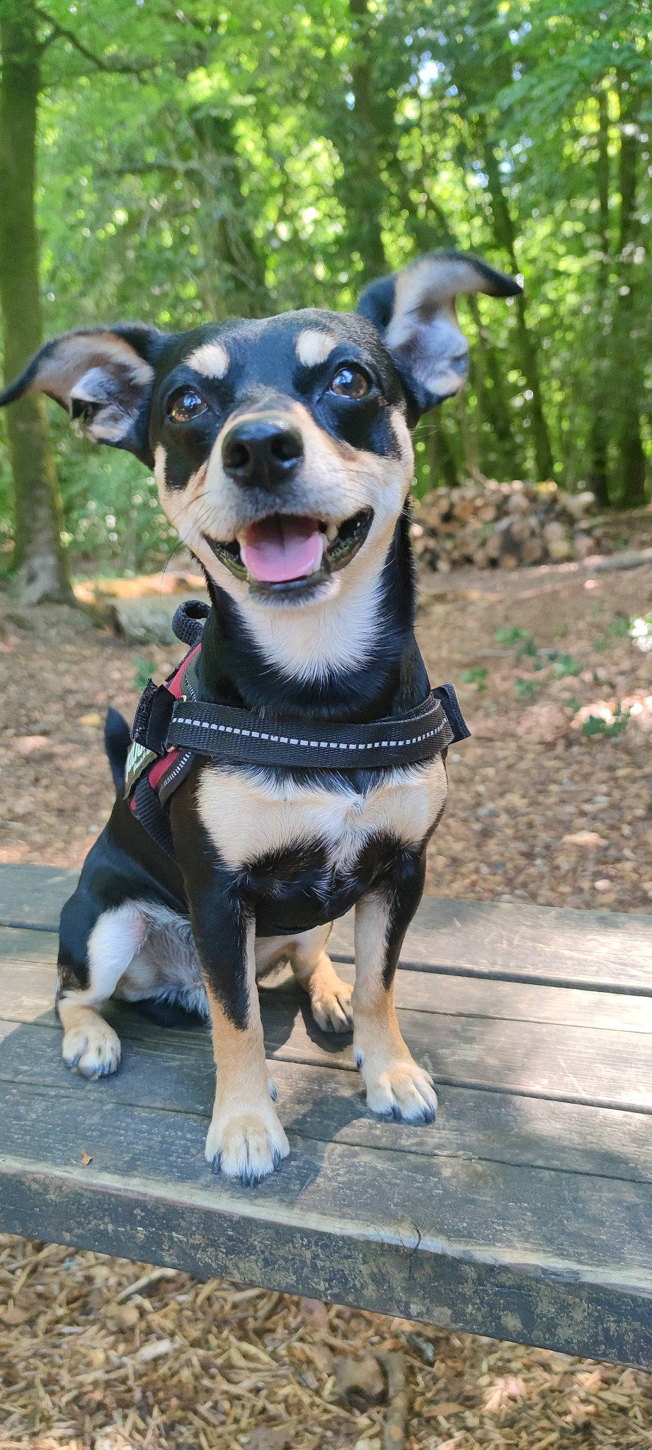 Rocket participe au concours pour gagner de l'argent avec cette photo : canidae, carnivore, collar, companion_dog, dog, dog_breed, dog_collar, dog_supply, fashion_accessory, fawn, grass, guard_dog, leash, plant, snout, sporting_group, tree, whiskers, working_animal, working_dog