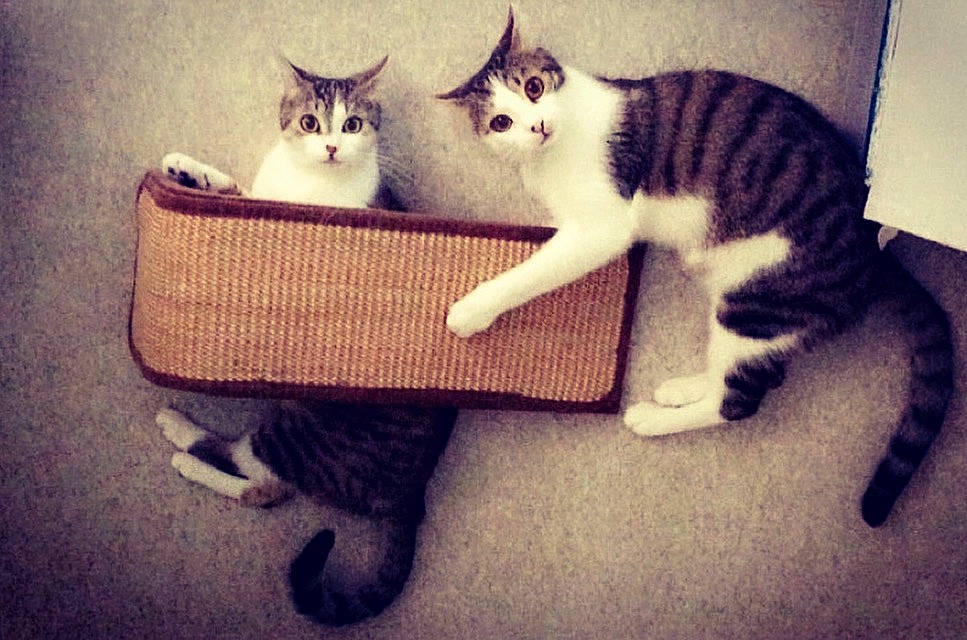 Ola Et Oups a rejoint le concours — aidez-le/la à gagner de superbes lots ! asian, carnivore, cat, domestic_short_haired_cat, european_shorthair, felidae, kitten, leg, paw, polydactyl_cat, shoe, small_to_medium_sized_cats, square, tabby_cat, tail, whiskers