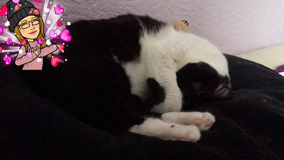 Missy a rejoint le concours — aidez-le/la à gagner de superbes lots ! carnivoran, cat, cat_like_mammal, domestic_short_haired_cat, european_shorthair, headwear, kitten, person, small_to_medium_sized_cats, whiskers