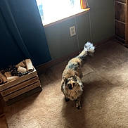Ella joined the competition — help win amazing prizes! animal, carpet, cat, cozy, curtain, curtain_rope, feline, floor, fluffy, home, indoor, multi-colored, pet, room, shadow, sunlight, tile_floor, wall_outlet, window, wooden_crate