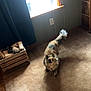animal, carpet, cat, cozy, curtain, curtain_rope, feline, floor, fluffy, home, indoor, multi-colored, pet, room, shadow, sunlight, tile_floor, wall_outlet, window, wooden_crate