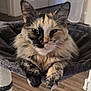 Ella joined the competition — help win amazing prizes! animal, cat, comfortable, cozy, feline, floor, fluffy, fur, hammock, home, indoor, mammal, paws, pet, relaxed, resting, sleepy, tortoiseshell, whiskers, wooden_floor