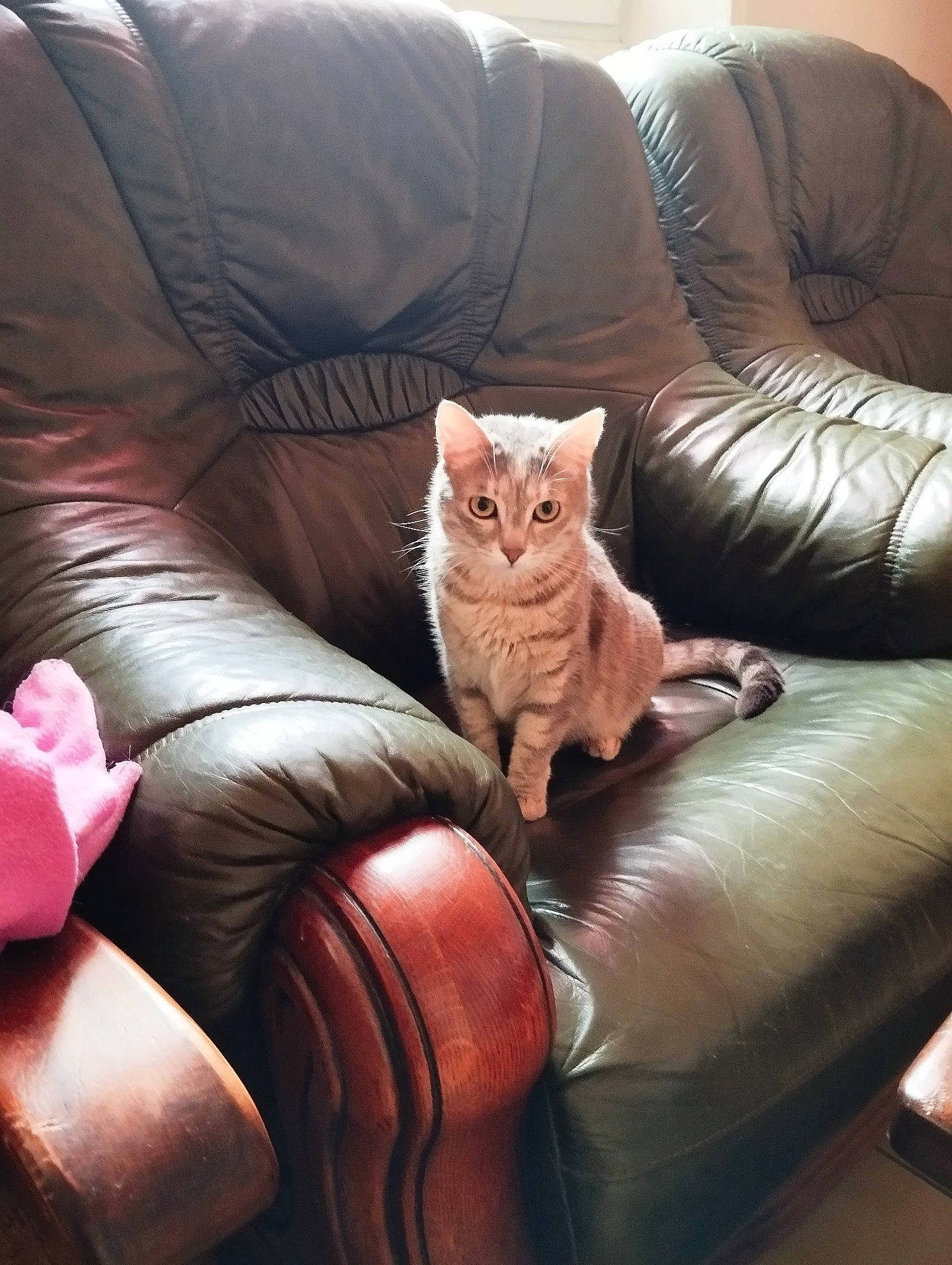 Tina a rejoint le concours — aidez-le/la à gagner de superbes lots ! brown, carnivore, cat, chair, comfort, couch, felidae, flooring, furniture, hardwood, human_leg, lap, living_room, pillow, small_to_medium_sized_cats, studio_couch, textile, thigh, whiskers, wood