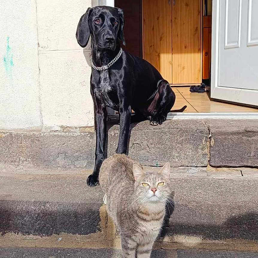 Tina a rejoint le concours — aidez-le/la à gagner de superbes lots ! alley, animal, canine, cat, city, dog, door, hound, indoors, kitten, manx, path, pet, pointer, puppy, road, street, urban, walkway, wood