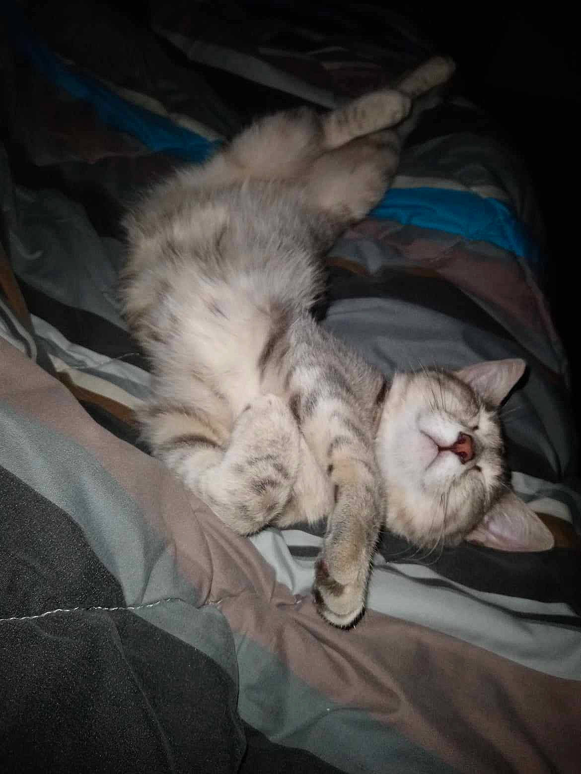 Tina participe au concours pour gagner de l'argent avec cette photo : carnivore, cat, claw, cloud, comfort, companion_dog, darkness, domestic_short_haired_cat, felidae, foot, fur, grey, lap, linens, nap, paw, sky, small_to_medium_sized_cats, tail, whiskers