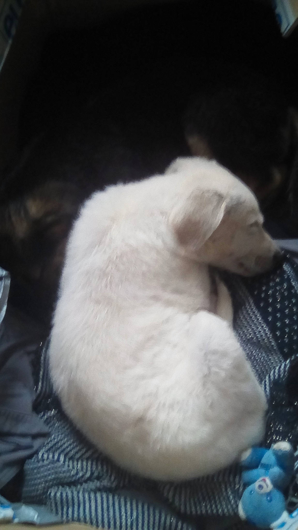 Lina participe au concours pour gagner de l'argent avec cette photo : canidae, carnivore, companion_dog, dog, dog_breed, fawn, labrador_retriever, nap, nose, puppy, puppy_love, sporting_group