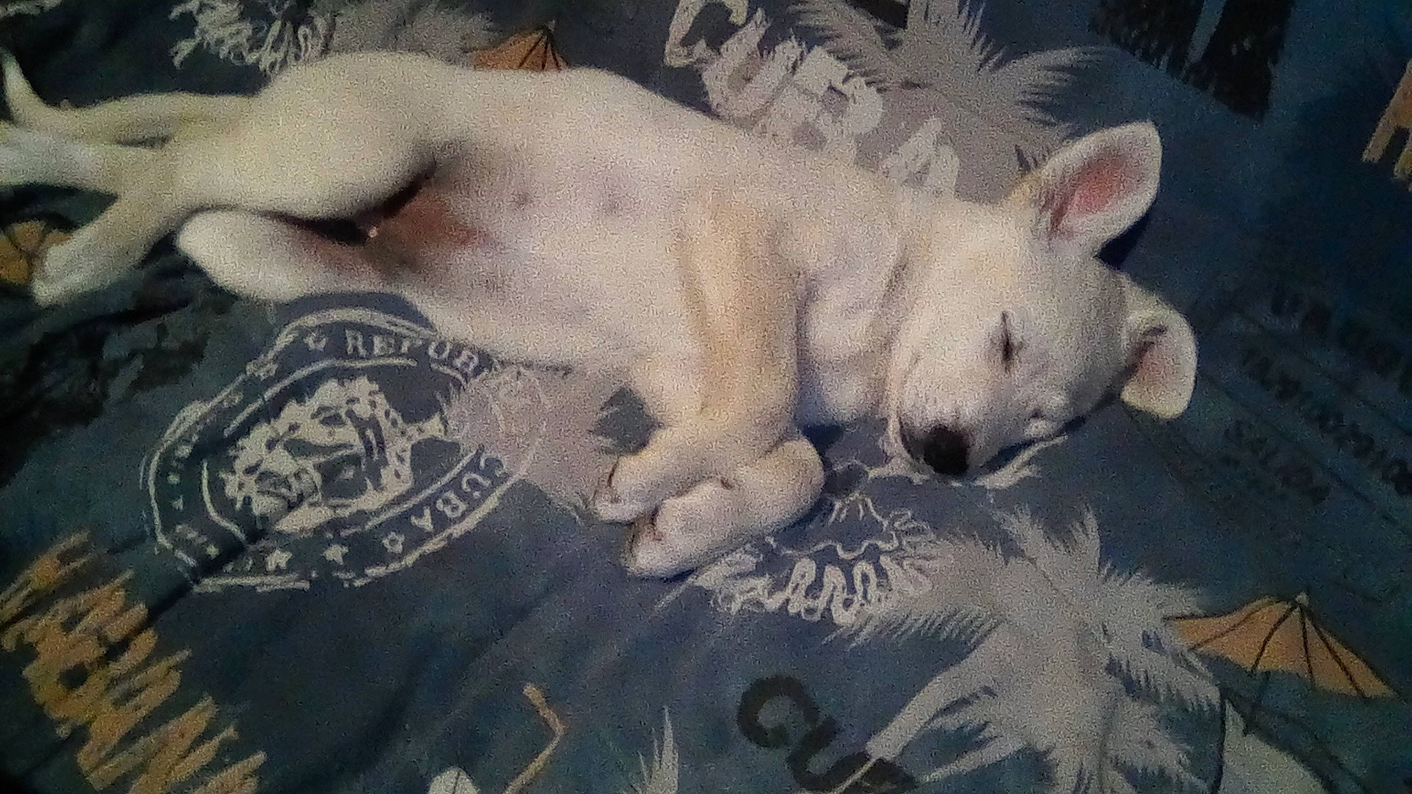 Lina a rejoint le concours — aidez-le/la à gagner de superbes lots ! berger_blanc_suisse, canidae, carnivore, dog, dog_breed, fawn, mammal, non_sporting_group, puppy, vertebrate, white_shepherd