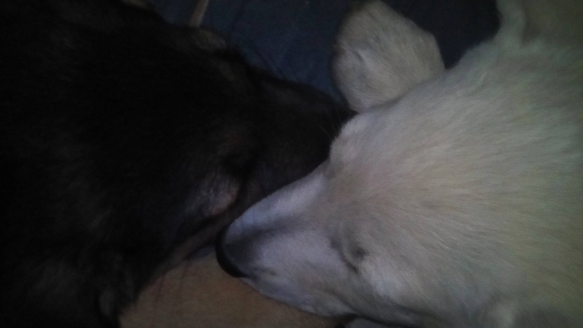 Lina a rejoint le concours — aidez-le/la à gagner de superbes lots ! canidae, carnivore, dog, dog_breed, labrador_retriever, puppy, retriever, sporting_group