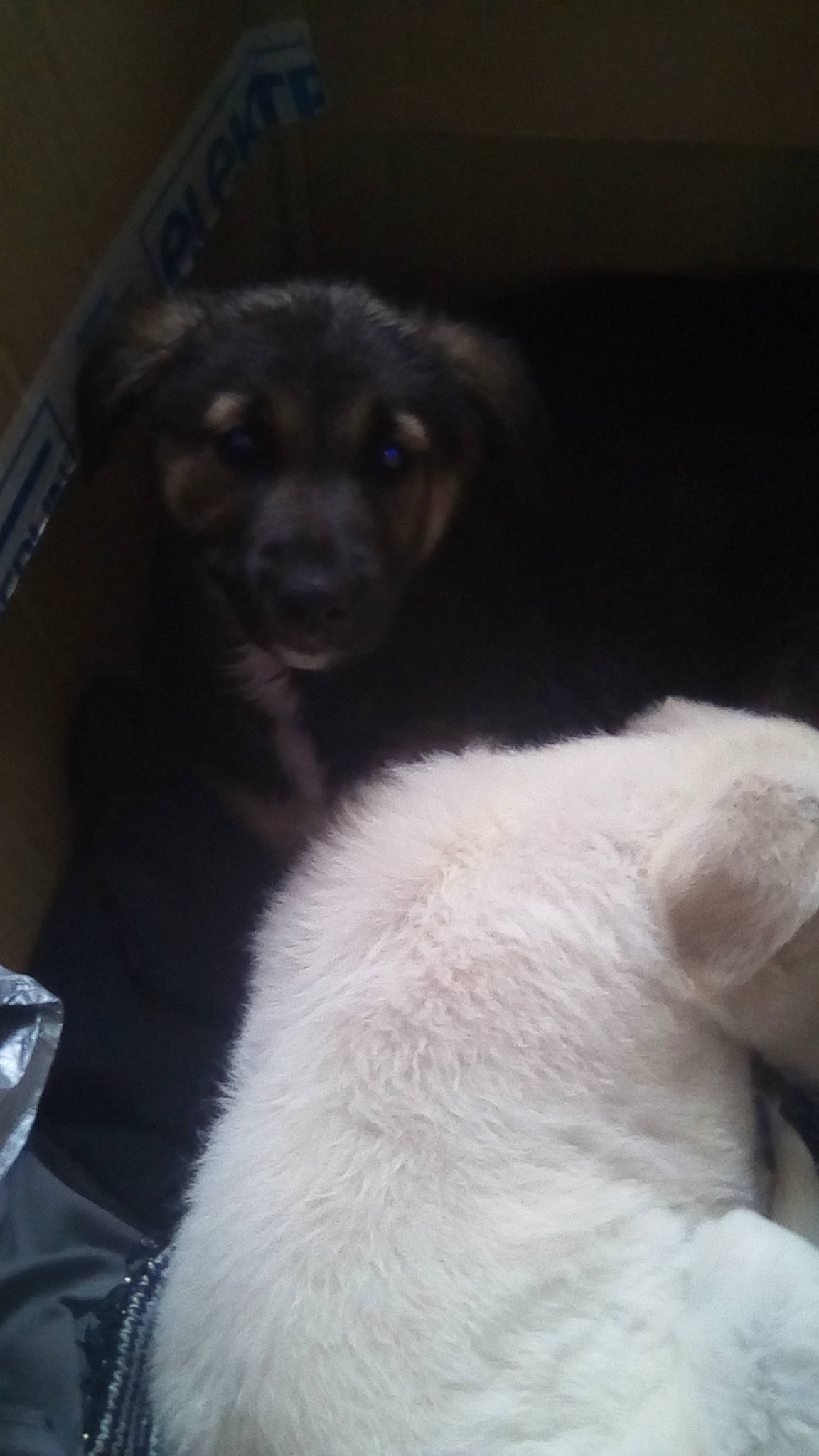 Rex a rejoint le concours — aidez-le/la à gagner de superbes lots ! canidae, carnivore, companion_dog, dog, dog_breed, fawn, labrador_retriever, nose, puppy, snout, sporting_group, whiskers