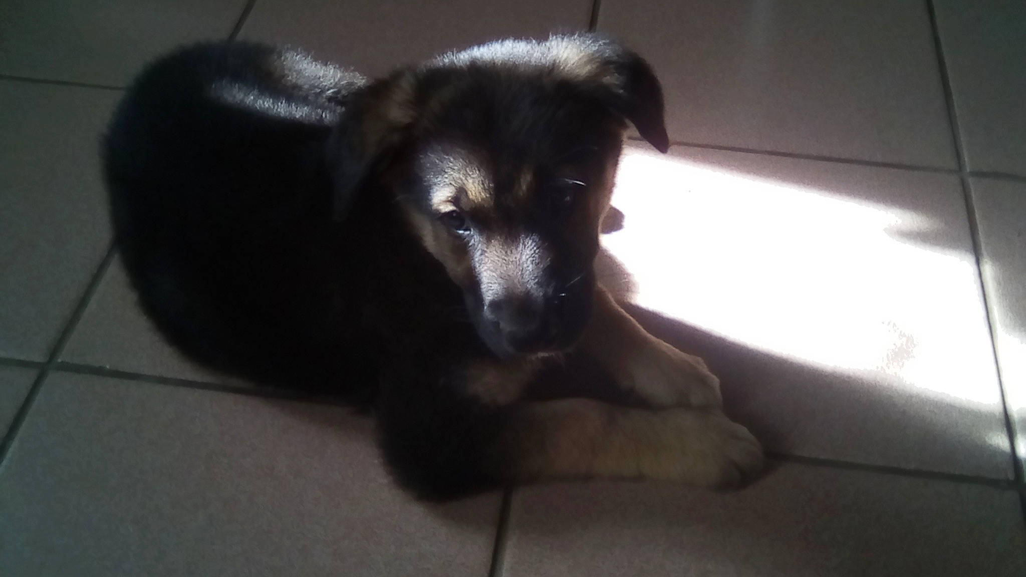 Rex participe au concours pour gagner de l'argent avec cette photo : canidae, carnivore, dog, dog_breed, ear, mammal, nose, puppy, snout, sporting_group, street_dog, whiskers