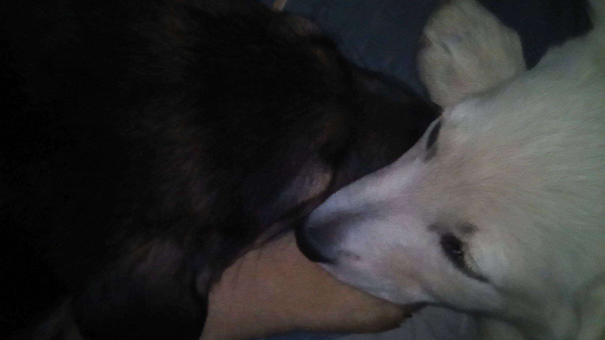 Rex a rejoint le concours — aidez-le/la à gagner de superbes lots ! canidae, carnivore, dog, dog_breed, ear, mammal, non_sporting_group, nose, samoyed, snout, sporting_group