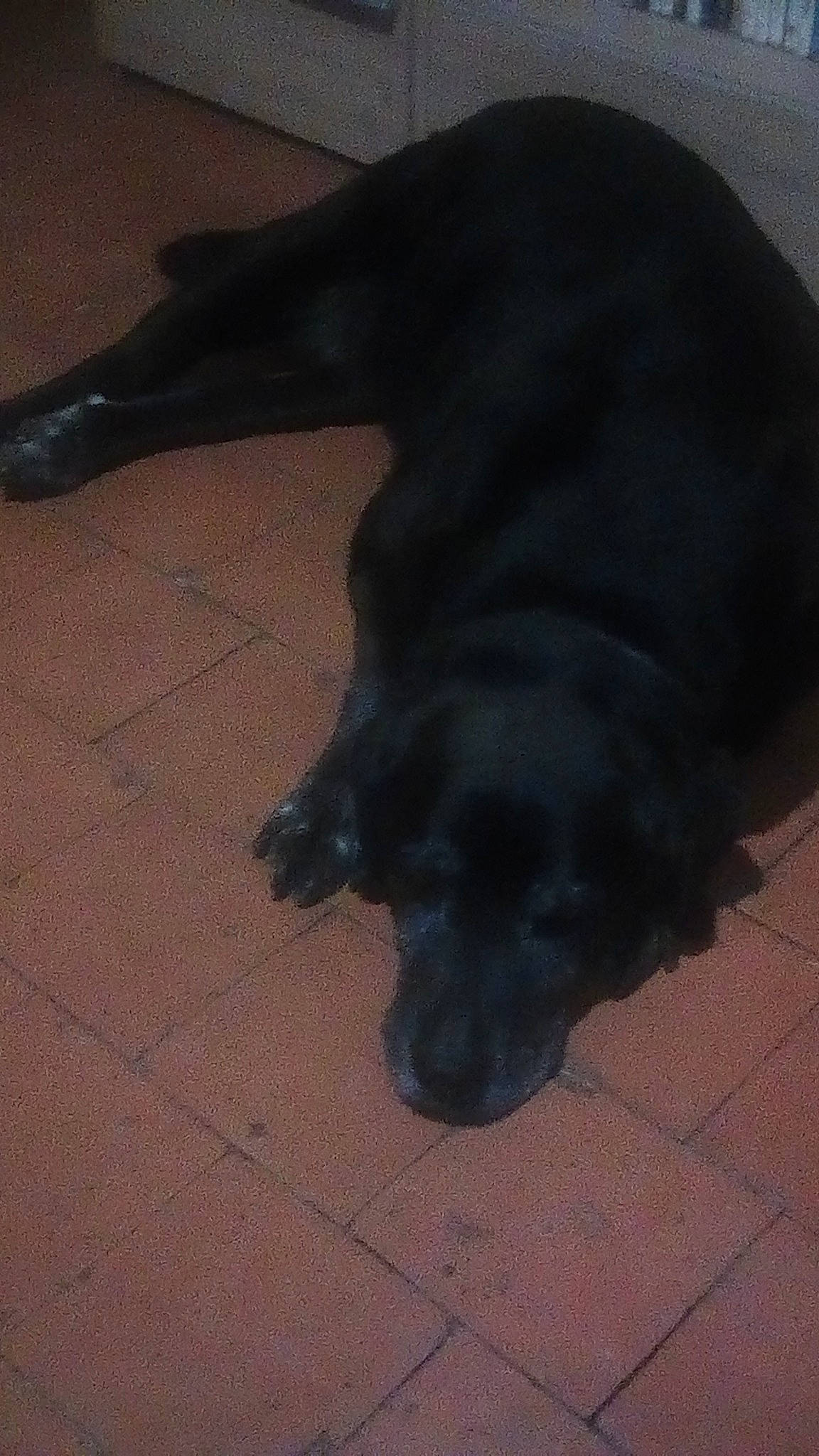 Athias a rejoint le concours — aidez-le/la à gagner de superbes lots ! black, borador, canidae, carnivore, dog, dog_breed, flat_coated_retriever, labrador_retriever, retriever, sporting_group, tail