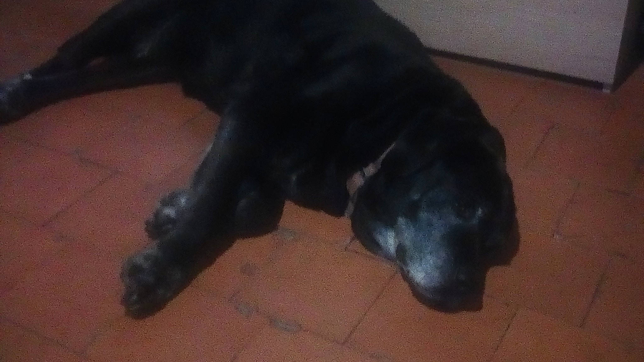 Athias participe au concours pour gagner de l'argent avec cette photo : borador, canidae, carnivore, dog, dog_breed, flat_coated_retriever, guard_dog, labrador_retriever, retriever, snout, sporting_group, tail