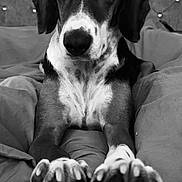 Bonnie is registered to the contest to win money with this photo: animal, bed, bedding, black_and_white, close_up, companion, cozy, cute, dog, ears, fur, headboard, indoor, looking_up, nose, paws, pet, portrait, relaxed, whiskers