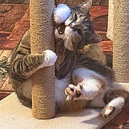 Precious is registered to the contest to win money with this photo: cat, tabby_cat, scratching_post, toy, paw, fur, indoor, floor, playful, bite, claw, animal, pet, whiskers, closeup, feline, home, relaxed, scratching, carpet