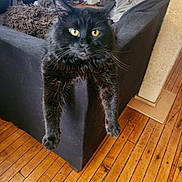 Whitlow joined the competition — help win amazing prizes! cat, black_cat, furniture, couch, living_room, wooden_floor, pet, indoor, fur, yellow_eyes, relaxed, home, domestic_cat, animal, mammal, whiskers, claws, curious, resting, orange_brown_floor