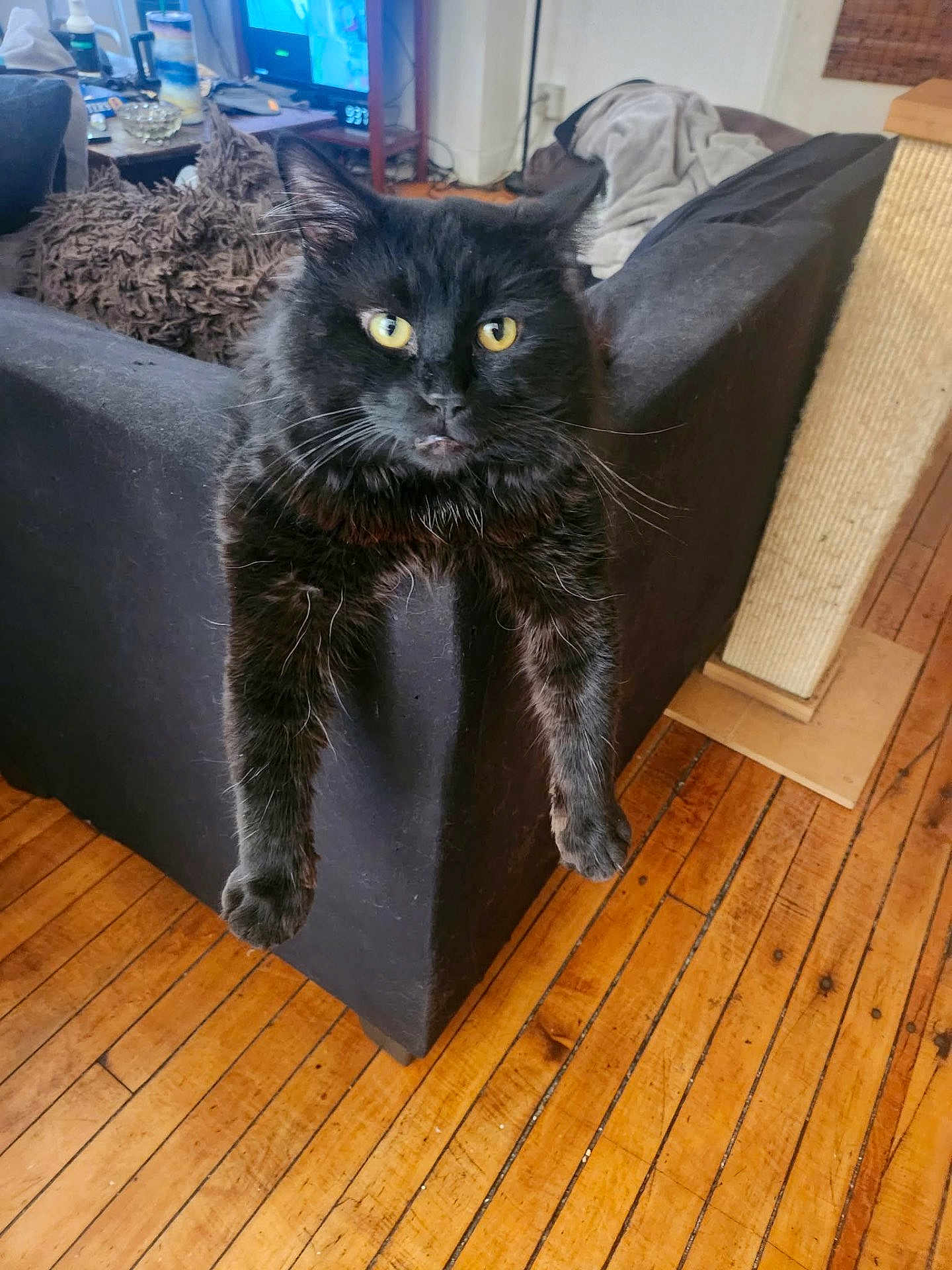 Whitlow joined the competition — help win amazing prizes! cat, black_cat, furniture, couch, living_room, wooden_floor, pet, indoor, fur, yellow_eyes, relaxed, home, domestic_cat, animal, mammal, whiskers, claws, curious, resting, orange_brown_floor