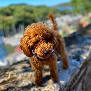 Arold participe au concours pour gagner de l'argent avec cette photo : dog, puppy, poodle, brown_fur, fluffy, outdoor, stone, nature, greenery, blue_sky, pet, animal, cute, young, portrait, curious, playful, sunlight, collar, small