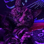 cat, tortoiseshell_cat, purple_light, relaxed, close_up, whiskers, fur, indoor, pet, animal, portrait, cozy, sleepy, resting, abstract_background, pattern, night_light, domestic_cat, cute, feline