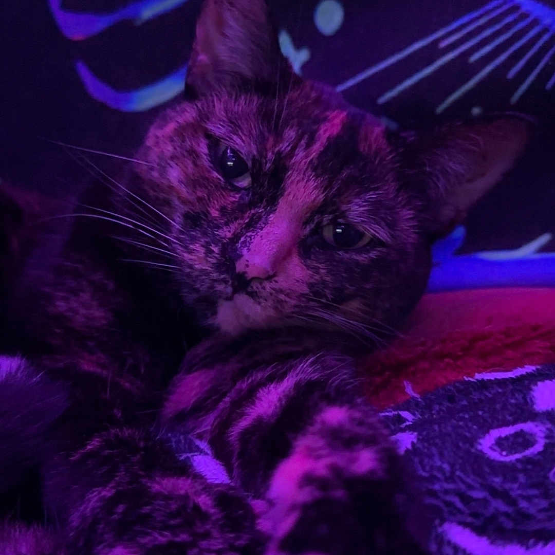Rosie is registered to the contest to win money with this photo: abstract_background, animal, cat, close_up, cozy, cute, domestic_cat, feline, fur, indoor, night_light, pattern, pet, portrait, purple_light, relaxed, resting, sleepy, tortoiseshell_cat, whiskers