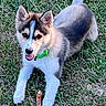 alert, animal, canine, collar, cute, dog, ears_up, fur, grass, green, lying_down, nature, outdoor, pet, playful, puppy, stick, summer, tongue_out, young