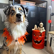 Nala participe au concours pour gagner de l'argent avec cette photo : accessories, animal, cabinet, canine, child, collie, dog, drawer, face, female, furniture, girl, head, indoors, person, pet, puppy, shelf, terrier, wood