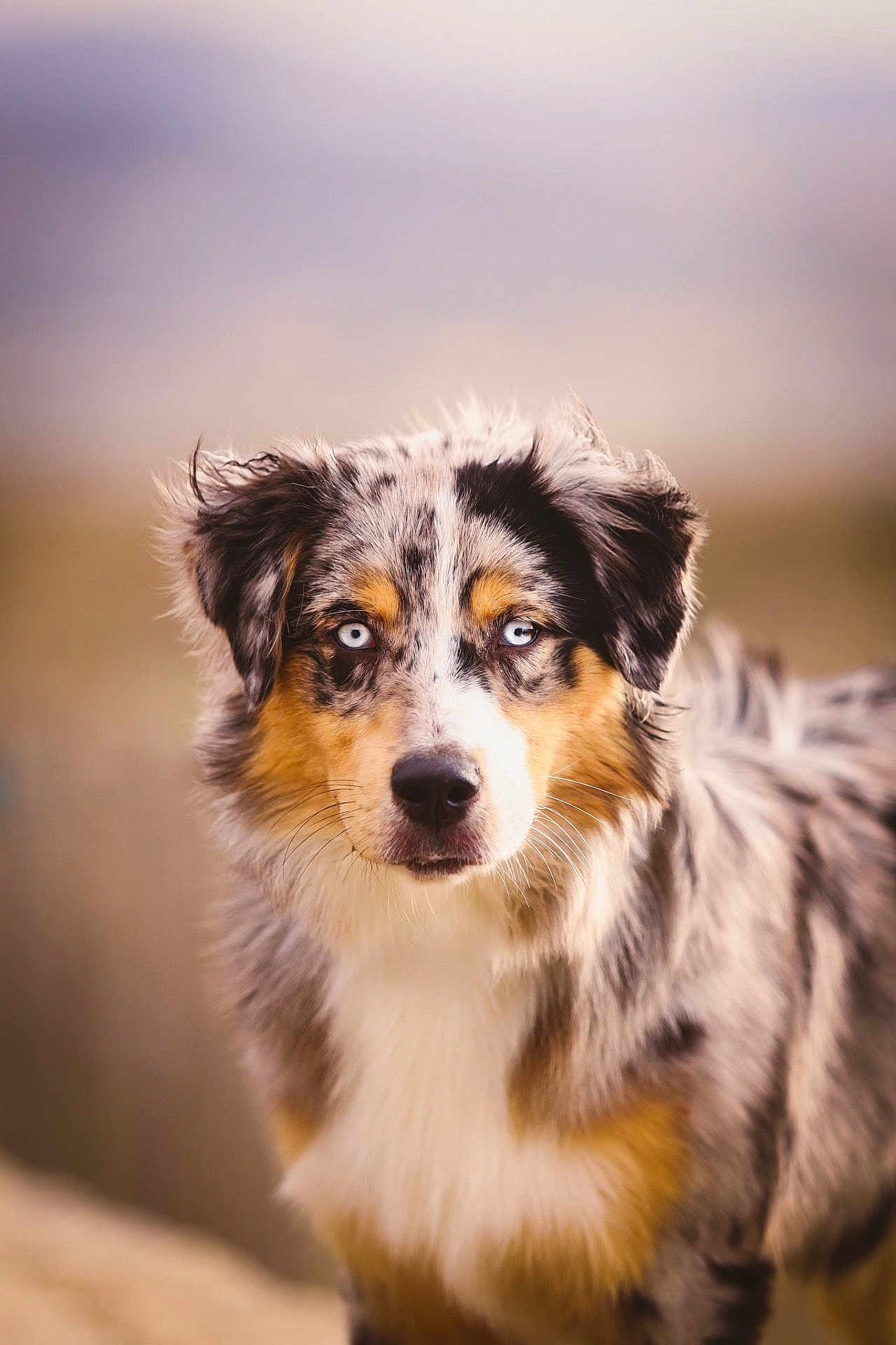 Nala