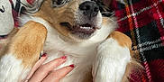 Nala a rejoint le concours — aidez-le/la à gagner de superbes lots ! adult, animal, bodypart, canine, computer, computerhardware, dog, electronics, female, finger, hand, hardware, hound, mobilephone, person, pet, phone, puppy, screen, woman