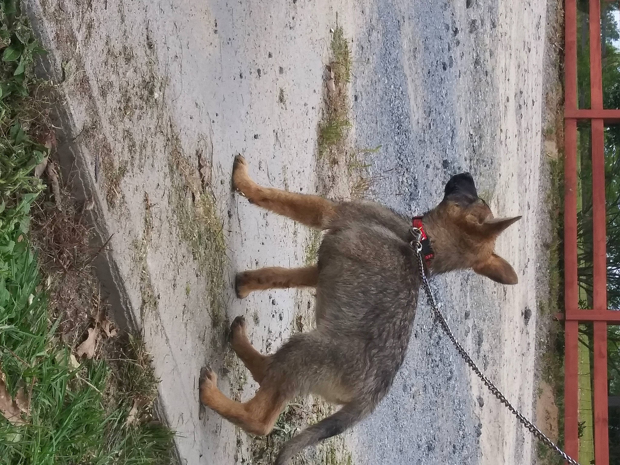 Sadie is registered to the contest to win money with this photo: canidae, carnivore, collar, dog, dog_breed, fawn, fur, kangaroo, macropodidae, marsupial, plant, snout, sporting_group, tail, terrestrial_animal, tree, trunk, wallaby, wildlife, wood