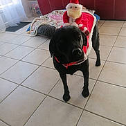 Shanel participe au concours pour gagner de l'argent avec cette photo : dog, black_dog, indoor, tile_floor, christmas_costume, santa_hat, santa_doll, pet_bed, blanket, couch, holiday, festive, toy, floor, animal, mammal, companion, cute, pet, domestic