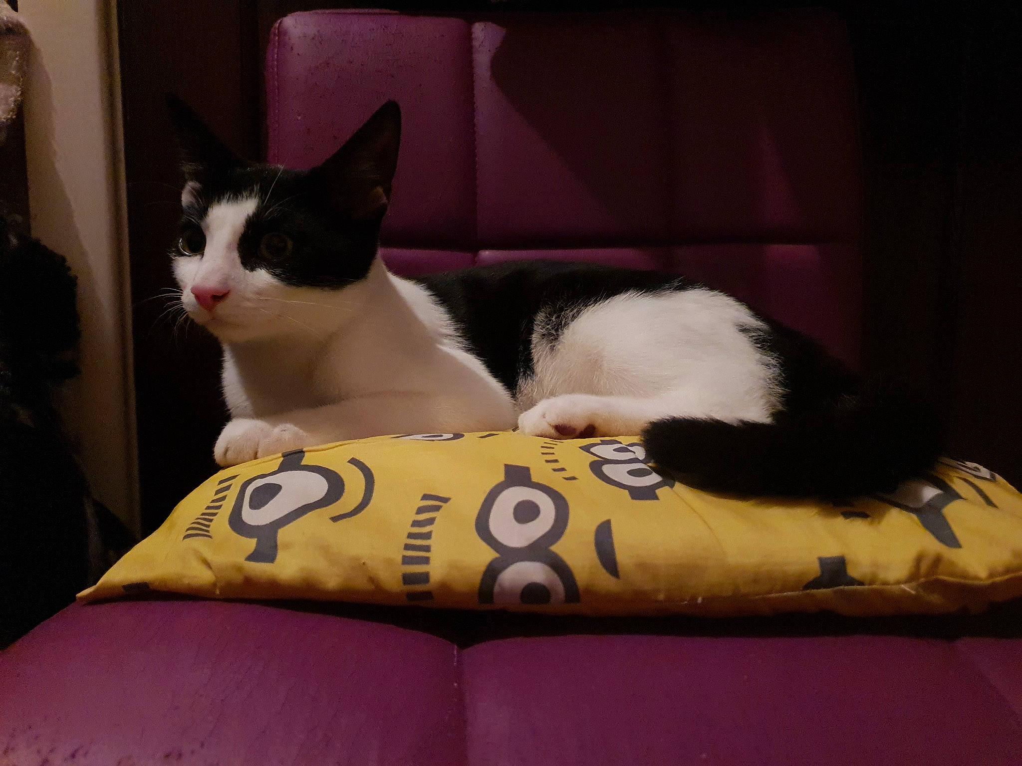 Yoongi joined the competition — help win amazing prizes! carmine, carnivore, cat, cat_bed, cat_supply, comfort, domestic_short_haired_cat, felidae, fur, human_leg, lap, linens, nap, paw, pet_supply, sitting, small_to_medium_sized_cats, snout, tail, whiskers