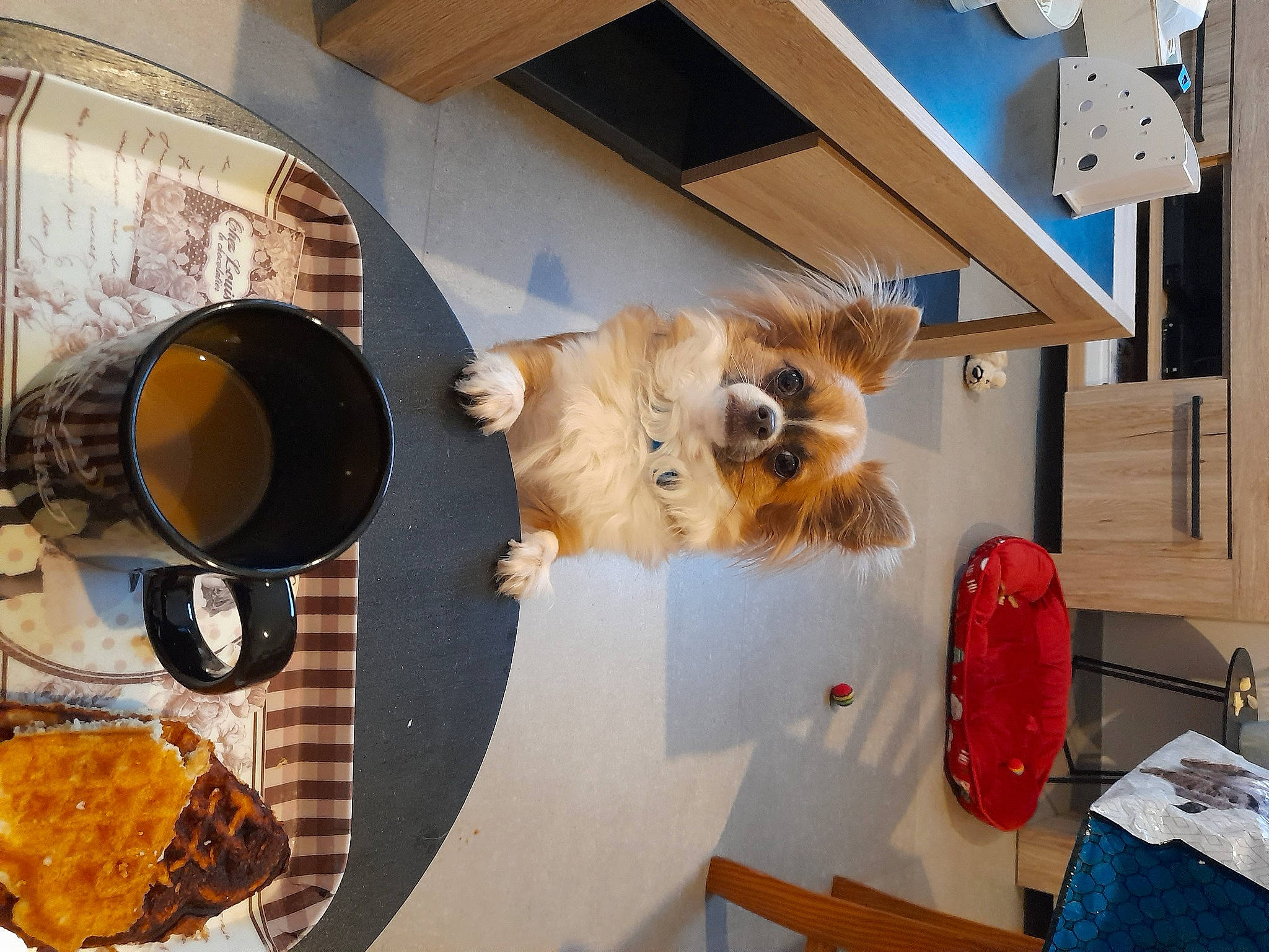 Simba a rejoint le concours — aidez-le/la à gagner de superbes lots ! art, carnivore, chair, circle, companion_dog, dog, dog_breed, fawn, felidae, flooring, fur, german_spitz, pomeranian, room, small_to_medium_sized_cats, spitz, table, toy_dog, whiskers, wood