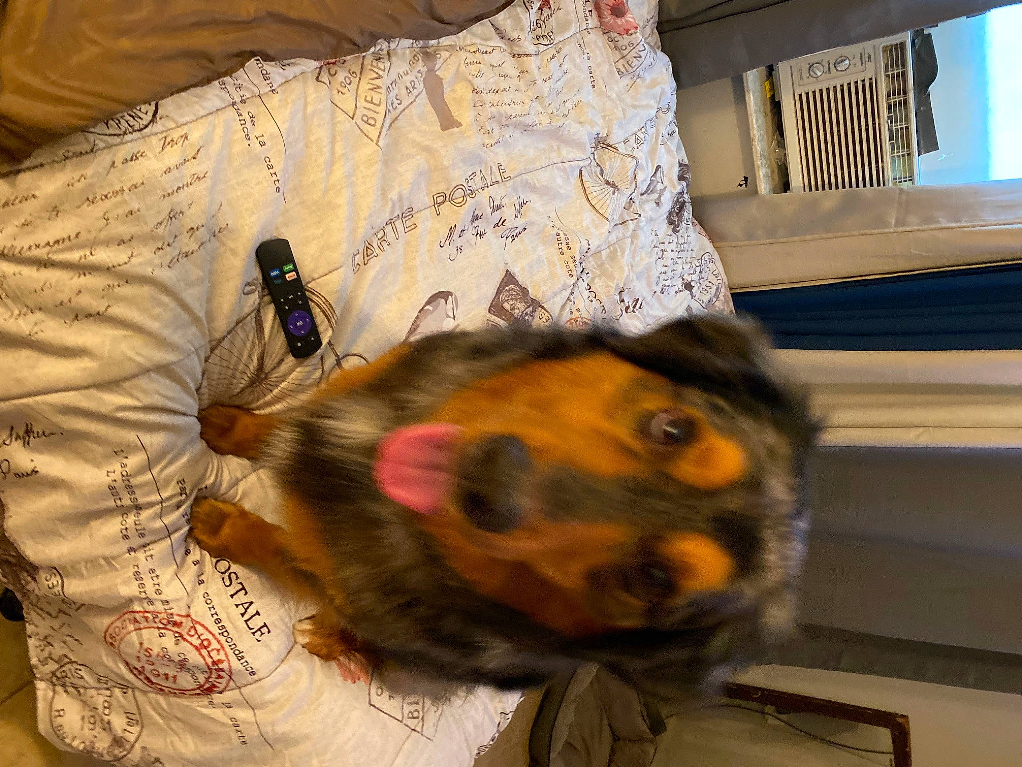 Coonass joined the competition — help win amazing prizes! art, canidae, carnivore, comfort, companion_dog, dog, dog_breed, dog_clothes, ear, fawn, felidae, fur, linens, pattern, pet_supply, room, snout, sporting_group, toy, whiskers