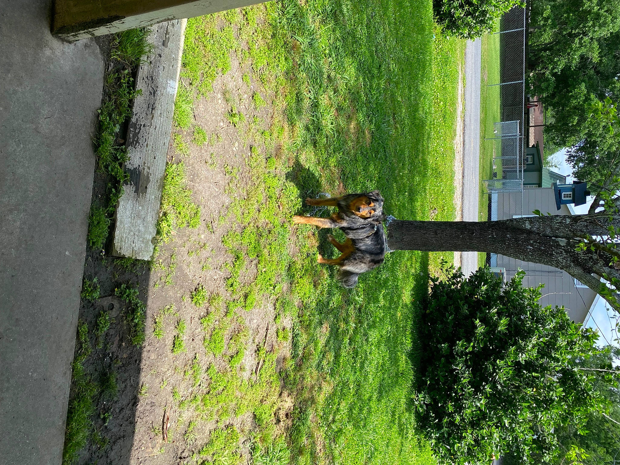 Coonass is registered to the contest to win money with this photo: backyard, biome, garden, grass, green, groundcover, house, jungle, landscape, lawn, leisure, plant, recreation, shadow, shrub, tree, trunk, vegetation, wood, yard